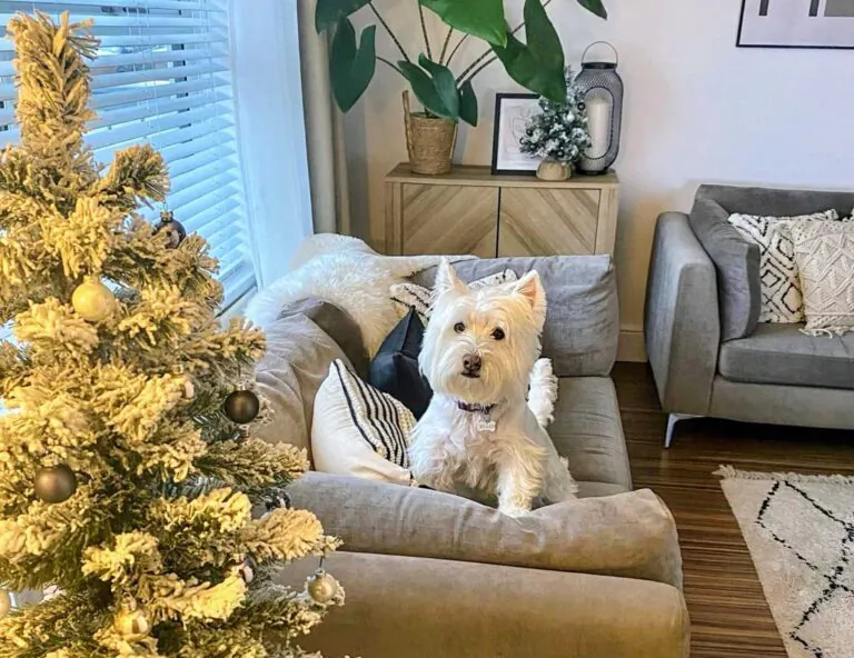 Behind the Blinds December 2024 - Festive Newsletter Archive Village Blinds and Shutters